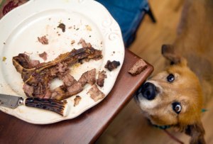 getty_rm_photo_of_dog_straining_toward_steak_bone